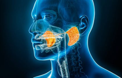 Parotid gland and duct xray 3D rendering illustration with male body contours. Human anatomy, digestive system, medical, biology, science, healthcare concepts.